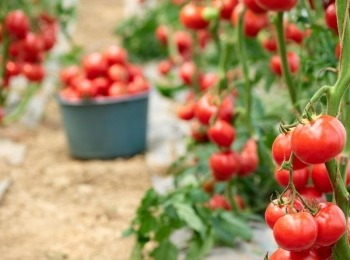 woolee.hrRipe-red-tomatoes-in-the-garden-2021-09-22-23-29-17-utc
