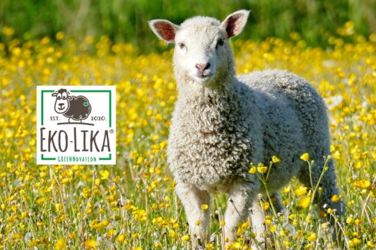 Otkup ovčje vune na područjima Like za 2023. godinu kreće u rujnu umjesto u svibnju