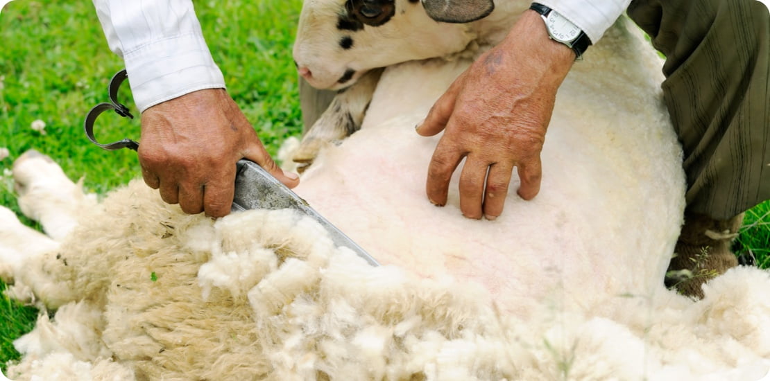Proizvodi od vune